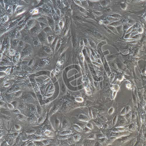 小鼠原代前列腺上皮細胞