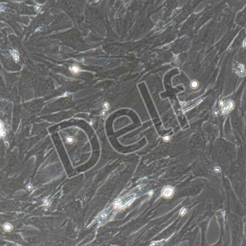 小鼠原代前脂肪細(xì)胞