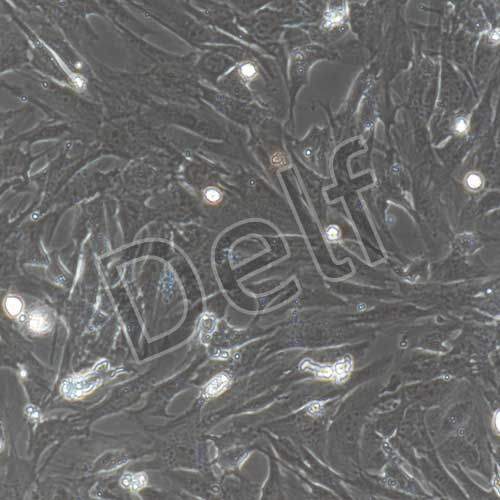 小鼠原代前脂肪細(xì)胞