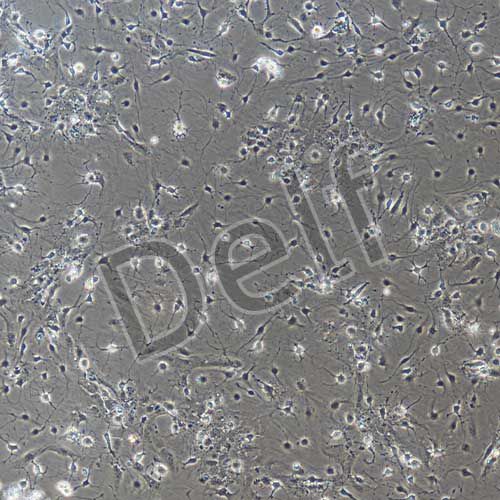 小鼠原代三叉神經(jīng)元細(xì)胞