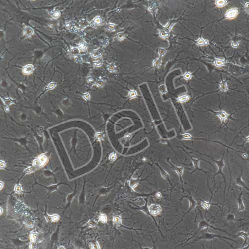 小鼠原代三叉神經(jīng)元細(xì)胞