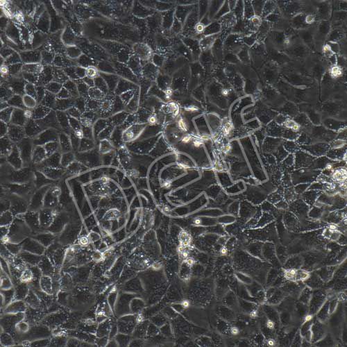 小鼠原代舌表皮細胞