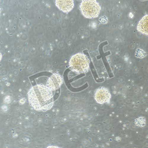 小鼠原代神經(jīng)干細胞