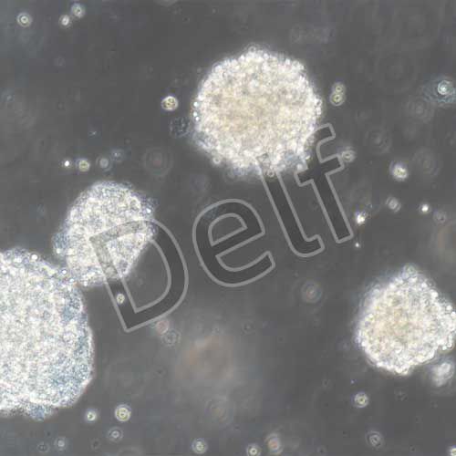 小鼠原代神經(jīng)干細胞