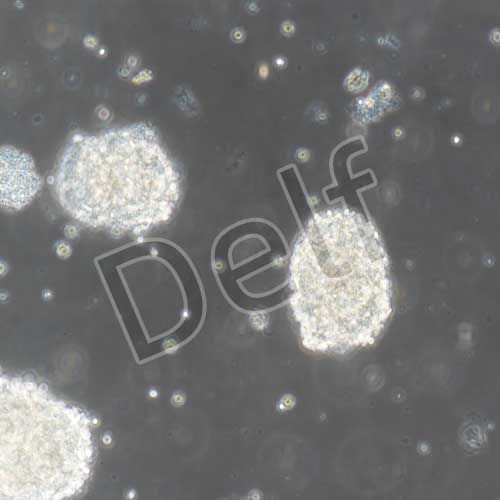 小鼠原代神經(jīng)干細胞