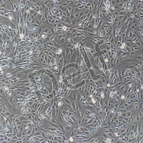 小鼠原代腎集合管上皮細(xì)胞