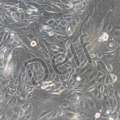 小鼠原代腎集合管上皮細(xì)胞