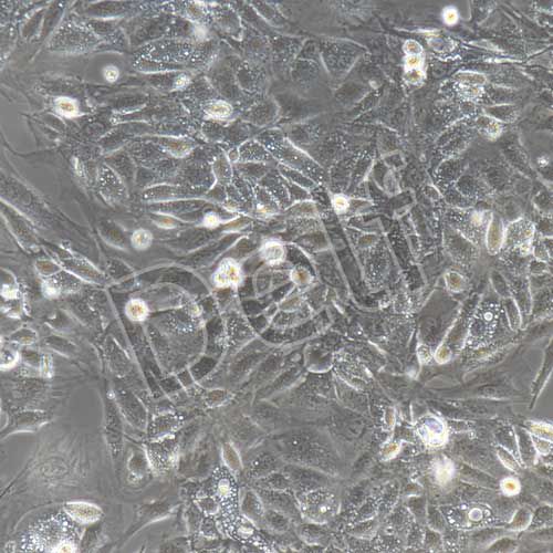 小鼠原代腎集合管上皮細(xì)胞