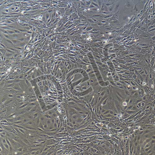 小鼠原代腎小球內皮細胞