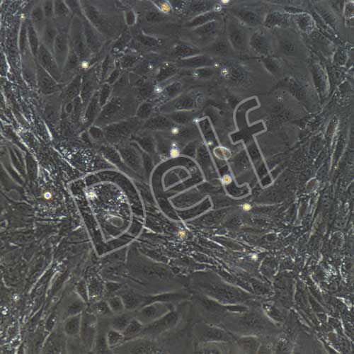 小鼠原代腎小球內皮細胞