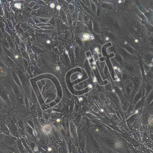 小鼠原代腎小球內皮細胞