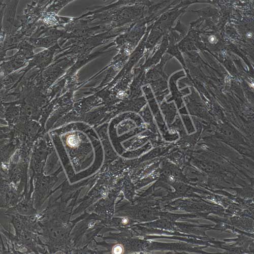 小鼠原代視網(wǎng)膜muller細(xì)胞