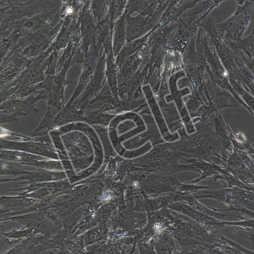 小鼠原代視網(wǎng)膜muller細(xì)胞