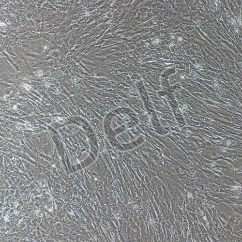 小鼠原代輸卵管平滑肌細胞