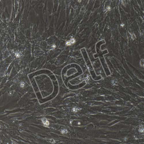 小鼠原代輸卵管平滑肌細胞