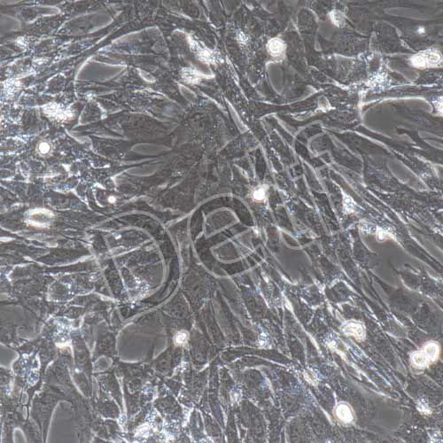 小鼠原代胎盤間充質(zhì)干細(xì)胞