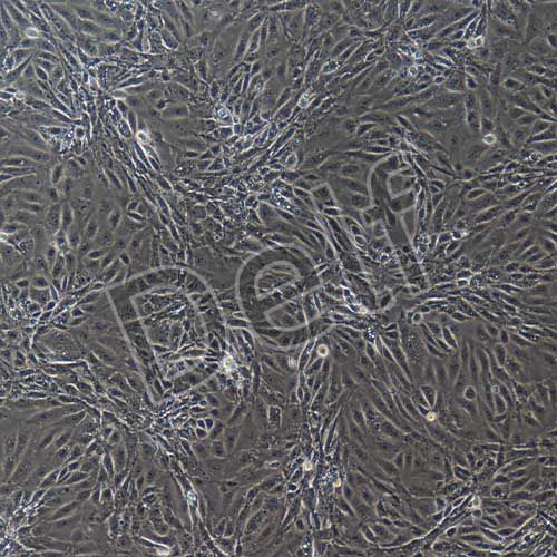 小鼠原代胎盤(pán)絨毛膜滋養(yǎng)層細(xì)胞