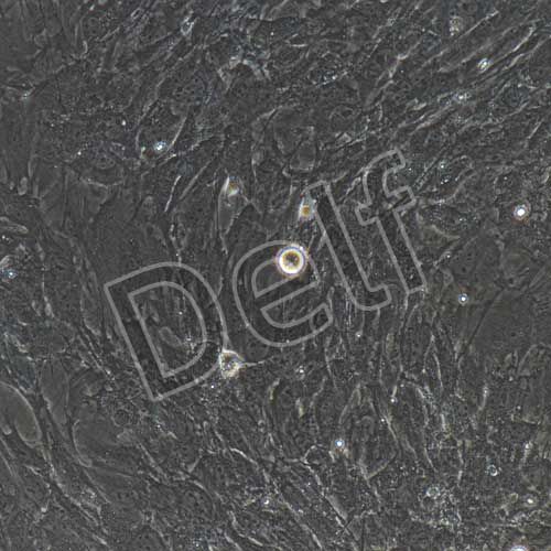 小鼠原代胃cajal間質(zhì)細胞