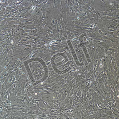 小鼠原代胃平滑肌細胞