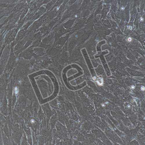 小鼠原代胃平滑肌細胞