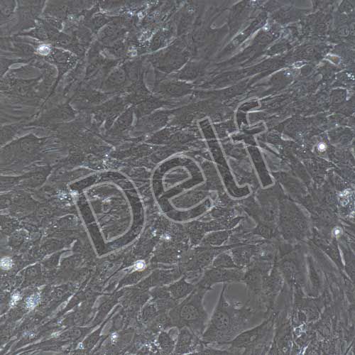 小鼠原代胃平滑肌細胞