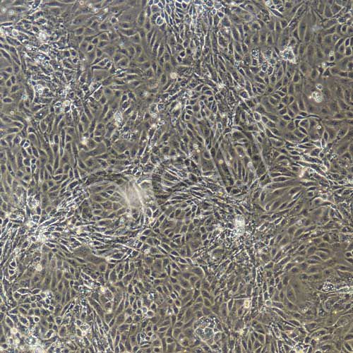 小鼠原代小腸隱窩上皮細胞