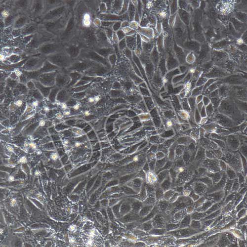 小鼠原代小腸隱窩上皮細胞