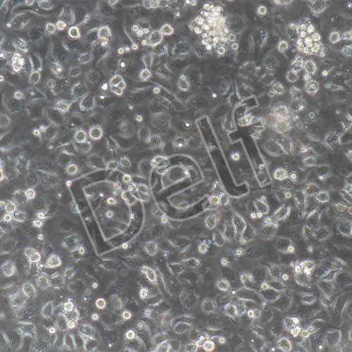 小鼠原代小膠質(zhì)細(xì)胞