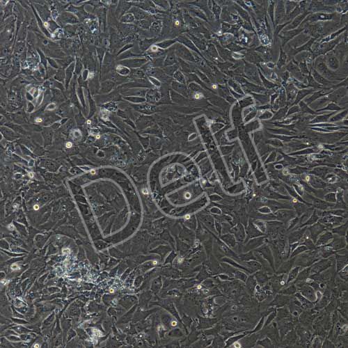 小鼠原代心肌細(xì)胞