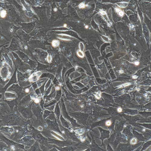 小鼠原代心肌細(xì)胞