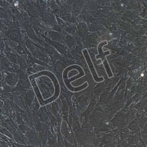 小鼠原代心肌成纖維細(xì)胞