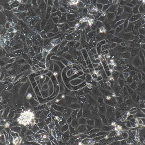 小鼠原代胸腺上皮細胞