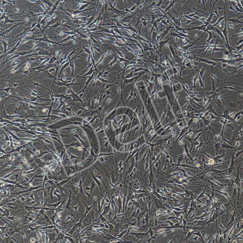 小鼠原代雪旺細胞