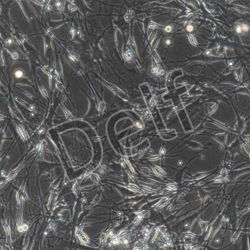 小鼠原代雪旺細胞