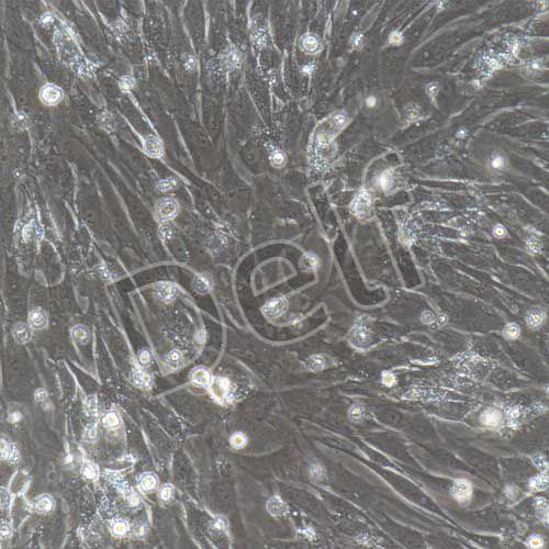 小鼠原代牙髓干細胞