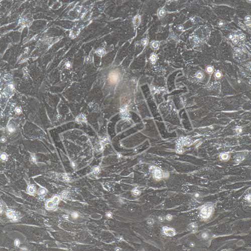 小鼠原代牙髓干細胞