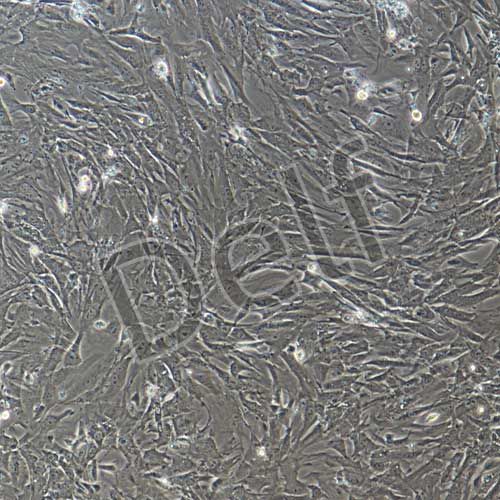 小鼠原代牙周膜干細胞