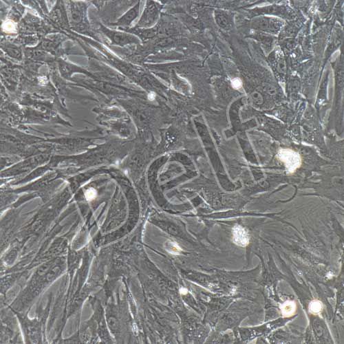 小鼠原代牙周膜干細胞