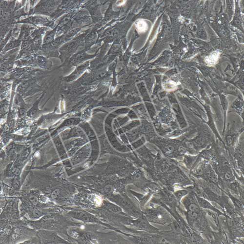 小鼠原代牙周膜干細胞