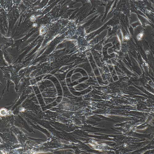 小鼠原代胰腺星狀細(xì)胞