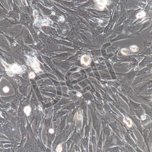 小鼠原代真皮毛乳頭細胞