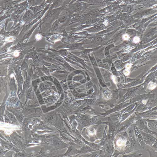 小鼠原代真皮毛乳頭細胞