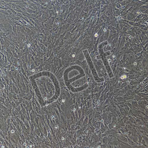 小鼠原代脂肪干細胞