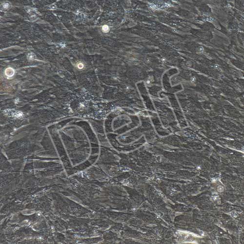 小鼠原代脂肪干細胞