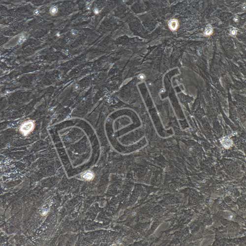 小鼠原代脂肪干細胞