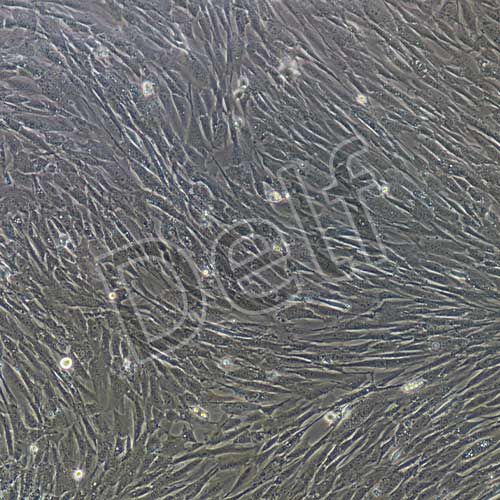 小鼠原代主動脈弓平滑肌細胞