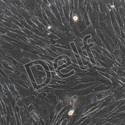 小鼠原代主動脈弓平滑肌細胞