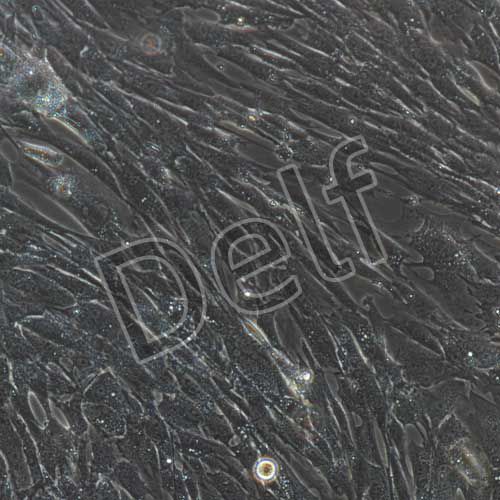 小鼠原代主動脈弓平滑肌細胞