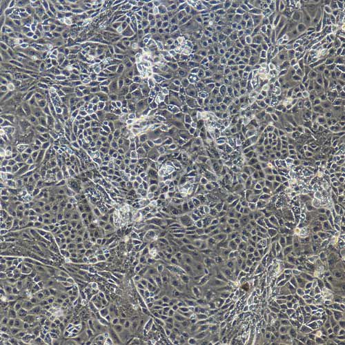 小鼠原代主動脈內(nèi)皮細胞