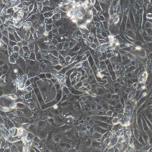 小鼠原代主動脈內(nèi)皮細胞